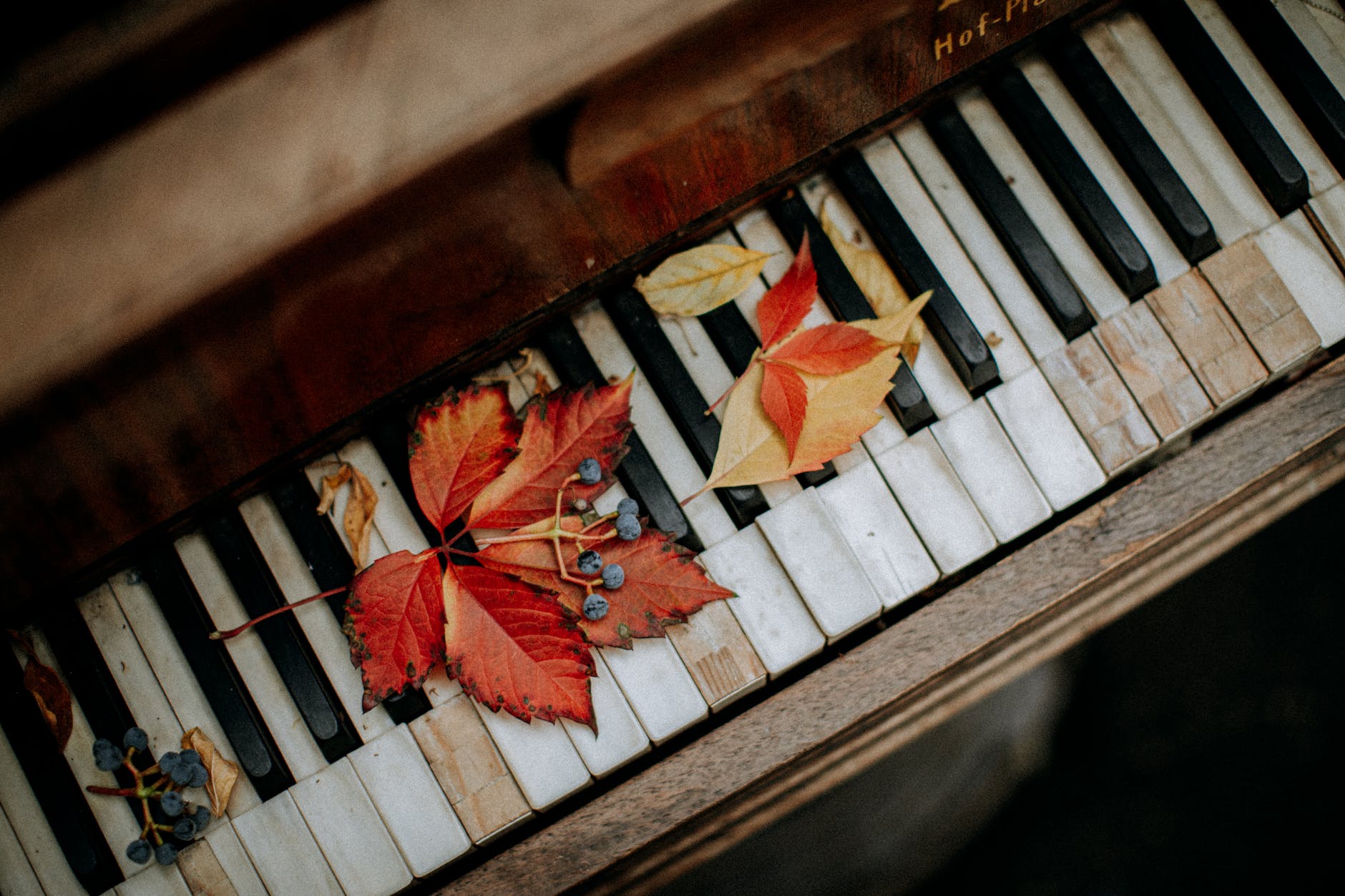 close up shot of maple leaves on a piano